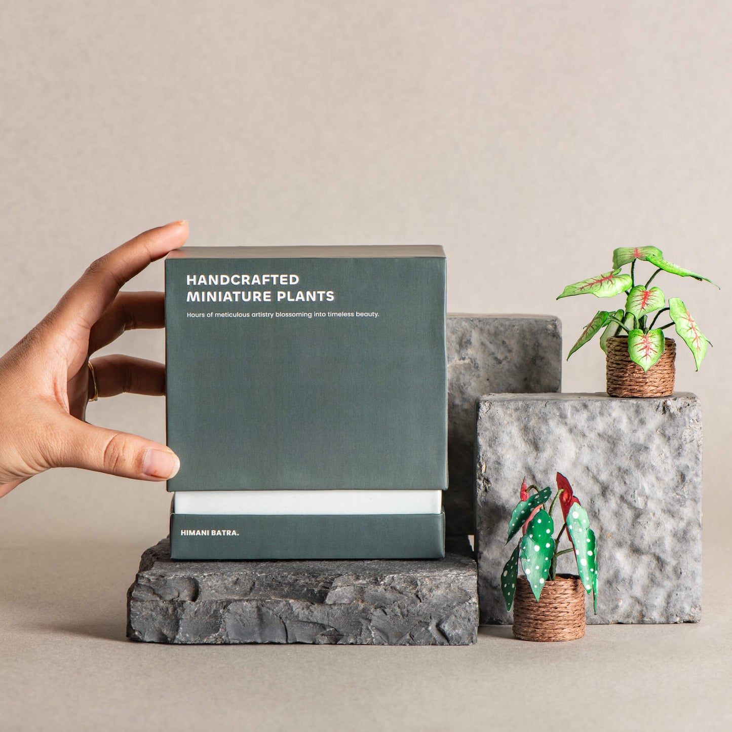 Caladium & Polka Dot Begonia | Set of 2 | Miniature Paper Plant