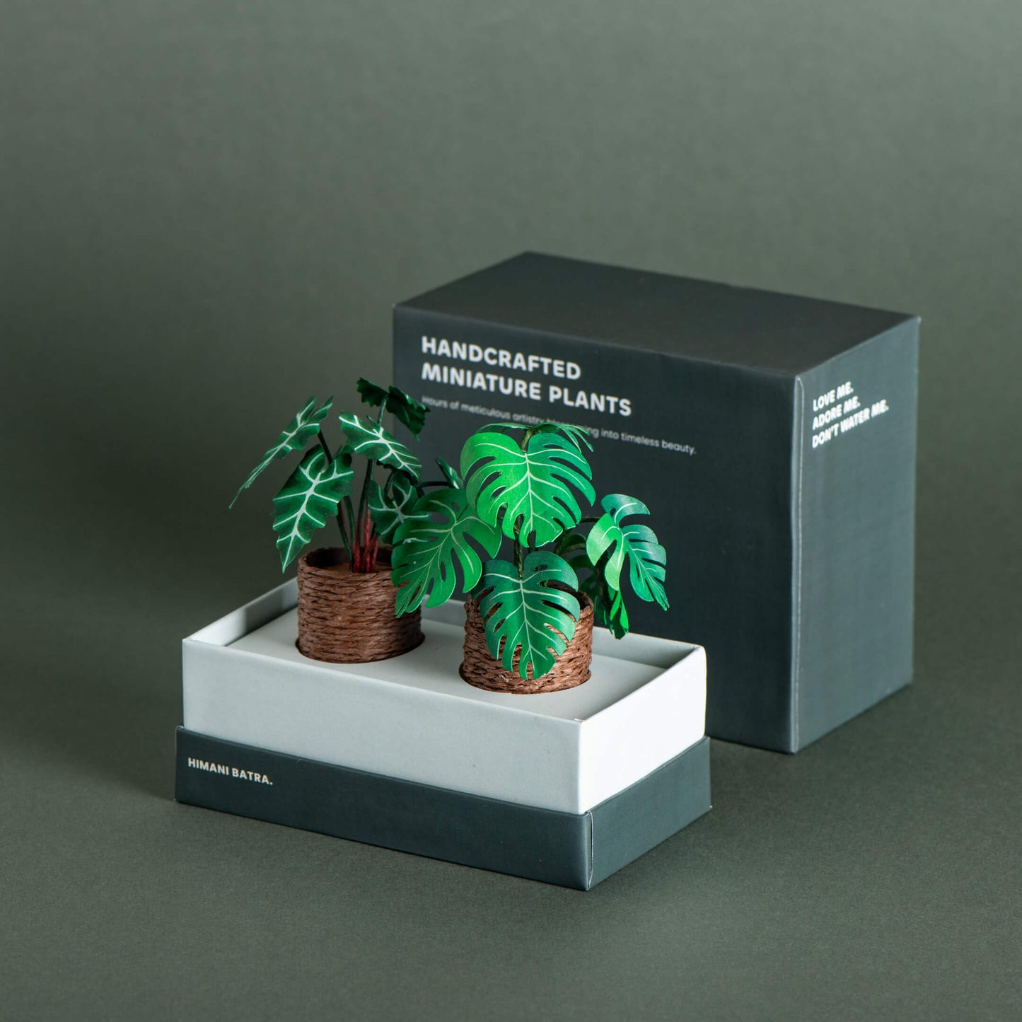 Alocasias Polly & Monstera | Set of 2 | Miniature Paper Plant