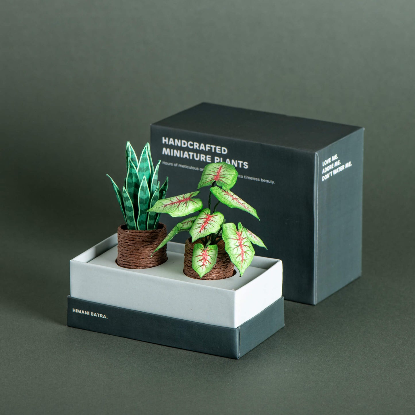 Snake Plant & Caladium | Set of 2 | Miniature Paper Plant