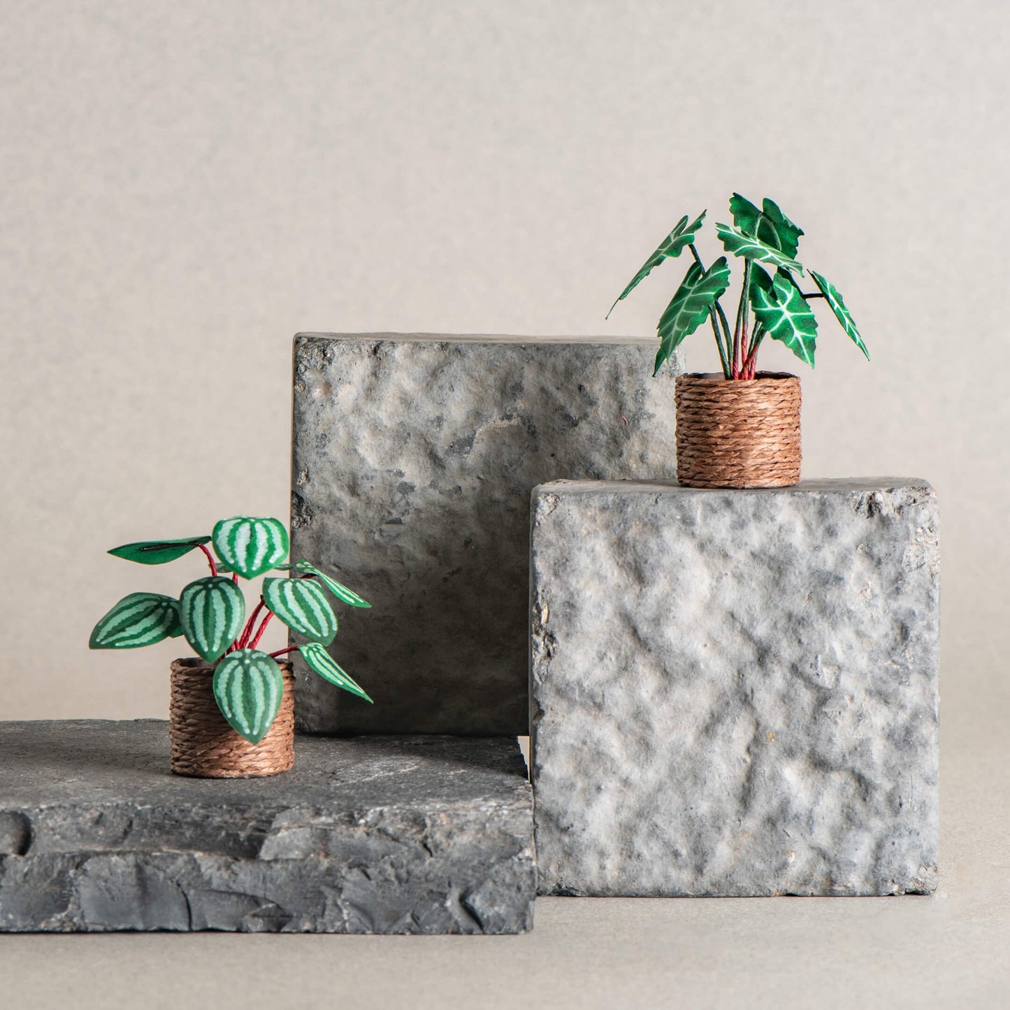 Alocasias Polly & Watermelon Peperomia | Set of 2 | Miniature Paper Plant