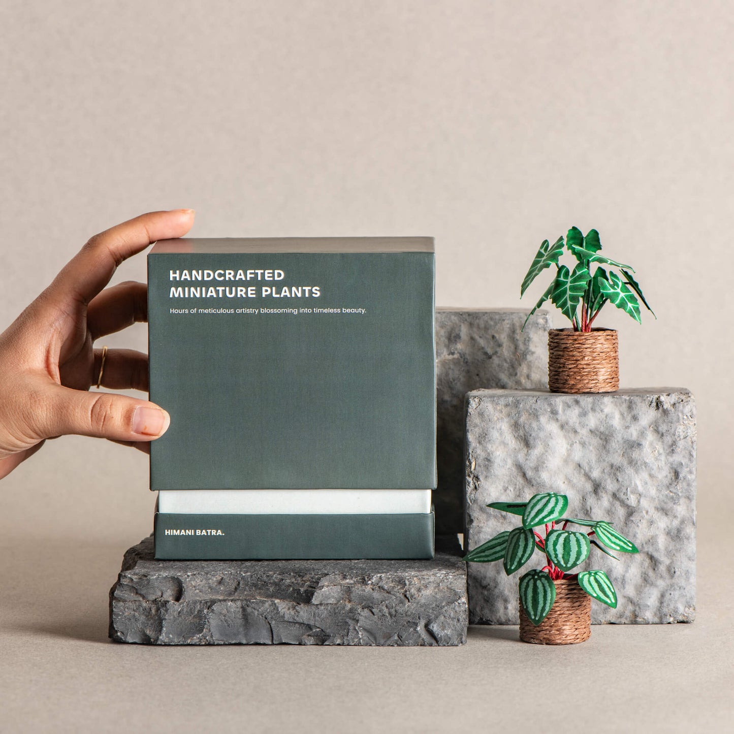 Alocasias Polly & Watermelon Peperomia | Set of 2 | Miniature Paper Plant