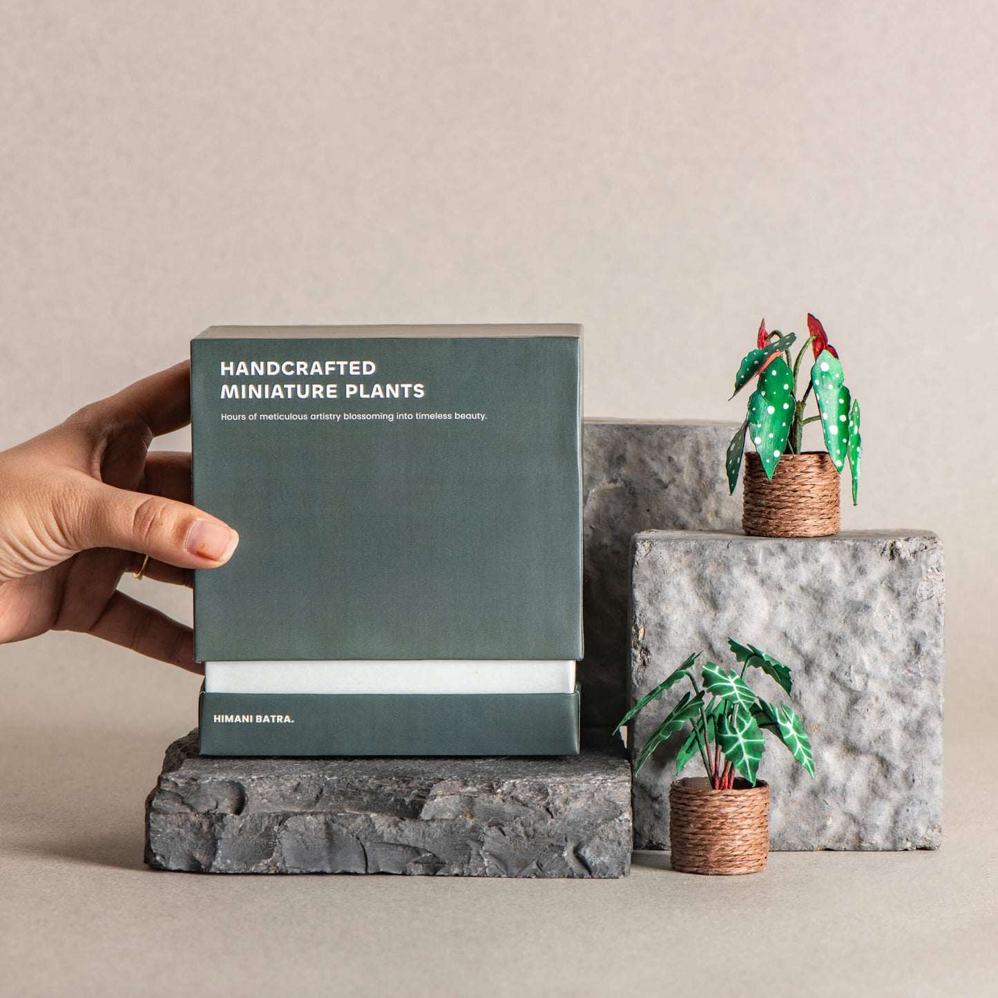 Alocasias Polly & Polka Dot Begonia | Set of 2 | Miniature Paper Plant