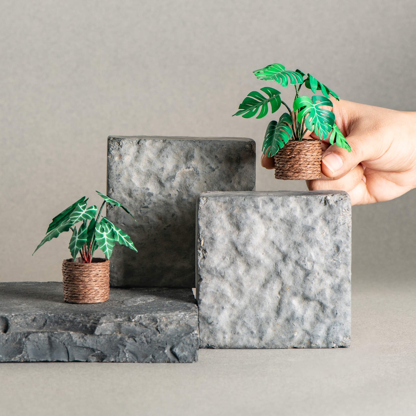 Alocasias Polly & Monstera | Set of 2 | Miniature Paper Plant