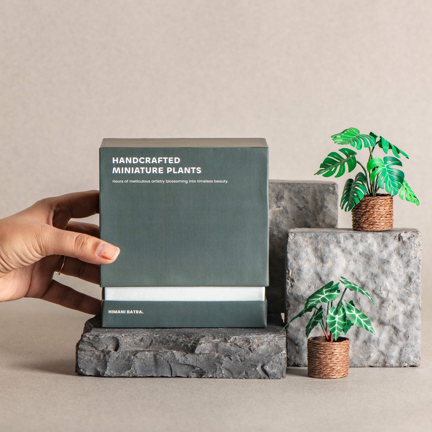 Alocasias Polly & Monstera | Set of 2 | Miniature Paper Plant