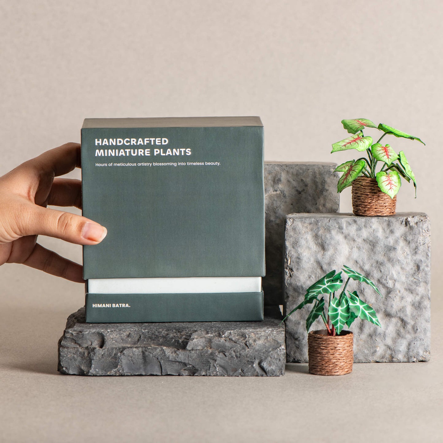 Alocasias Polly & Caladium| Set of 2 | Miniature Paper Plant