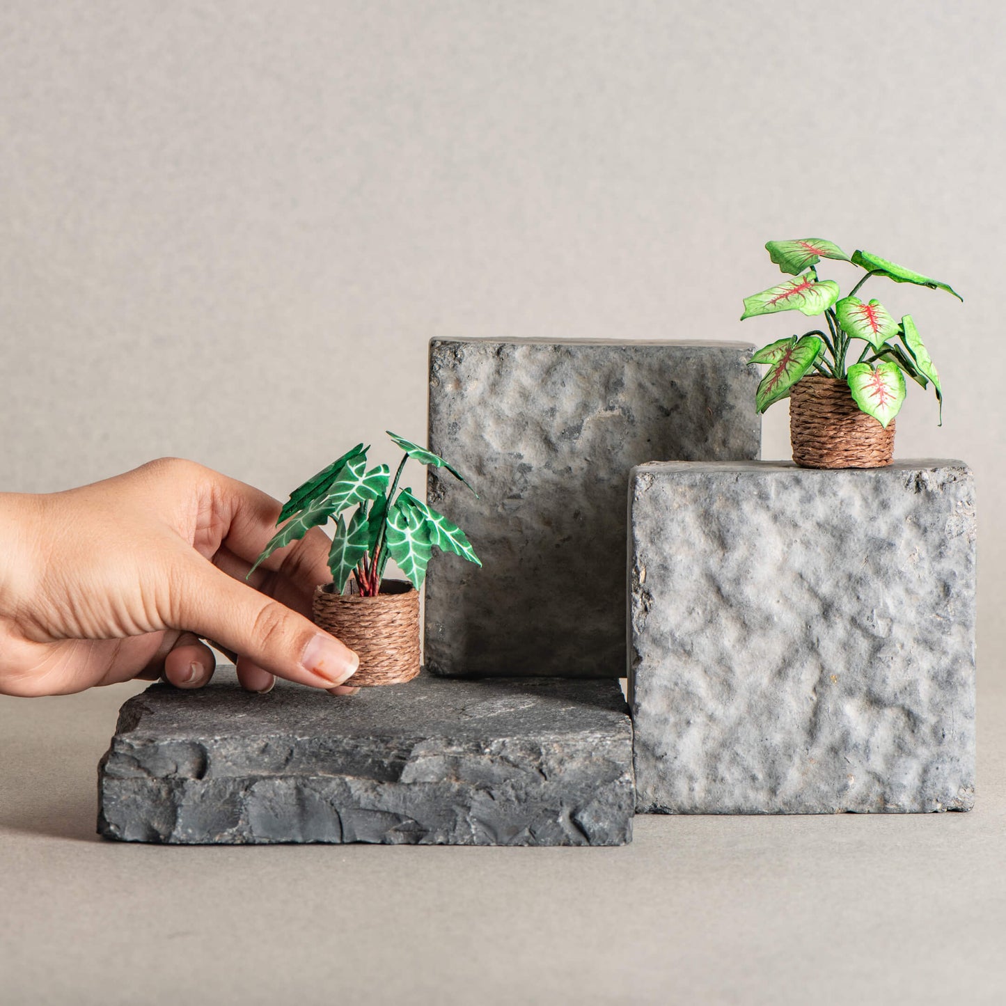 Alocasias Polly & Caladium| Set of 2 | Miniature Paper Plant