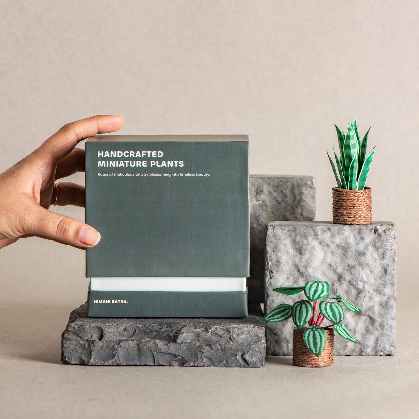 Snake Plant & Watermelon Peperomia | Set of 2 | Miniature Paper Plant