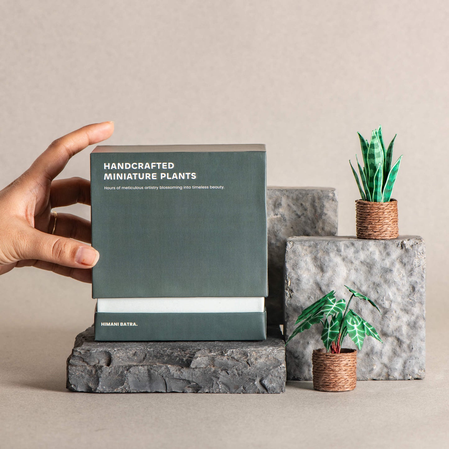 Snake Plant & Alocasias Polly| Set of 2 | Miniature Paper Plant