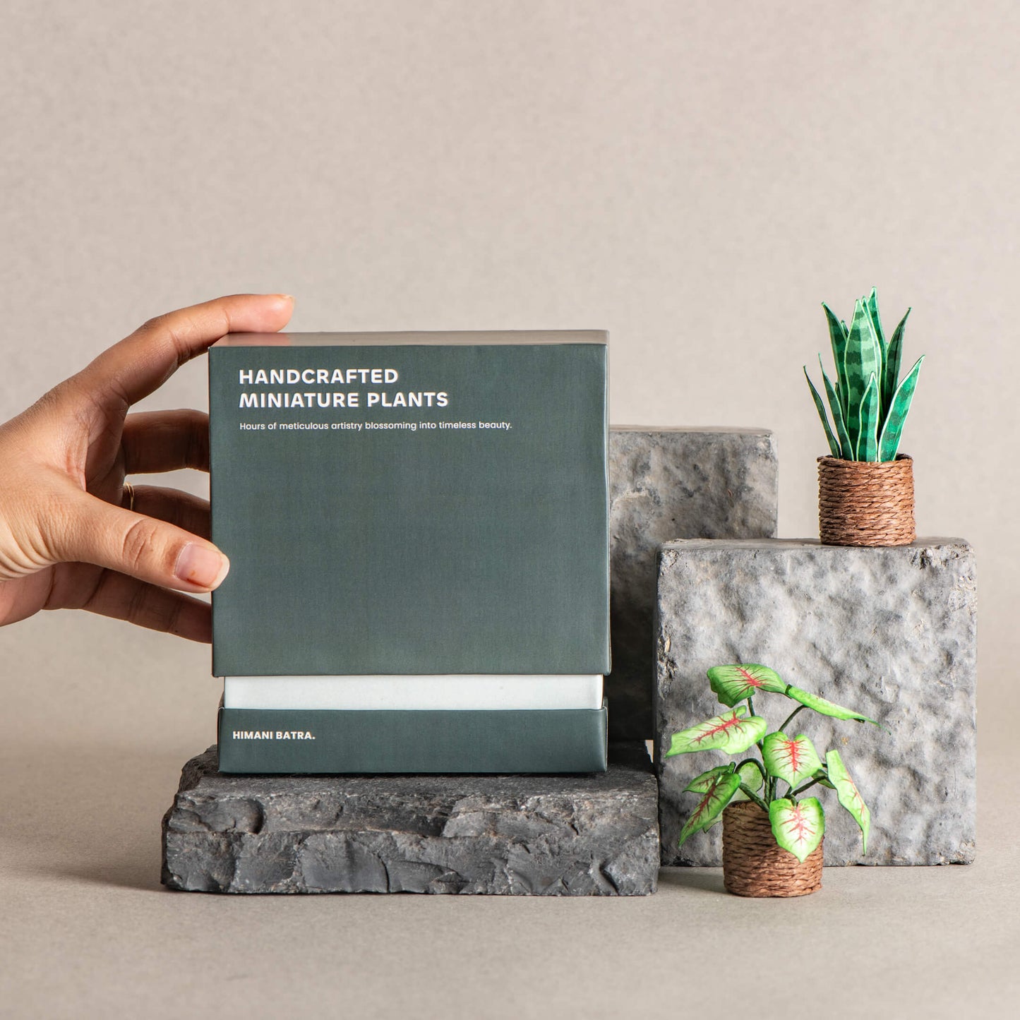 Snake Plant & Caladium | Set of 2 | Miniature Paper Plant