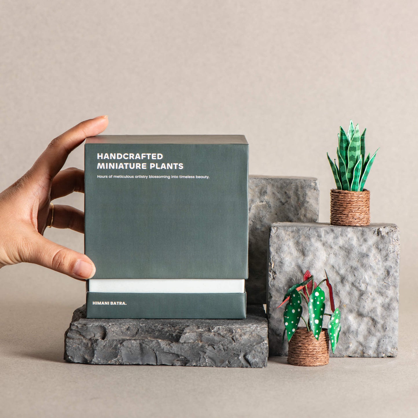 Snake Plant & Polka Dot Begonia| Set of 2 | Miniature Paper Plant