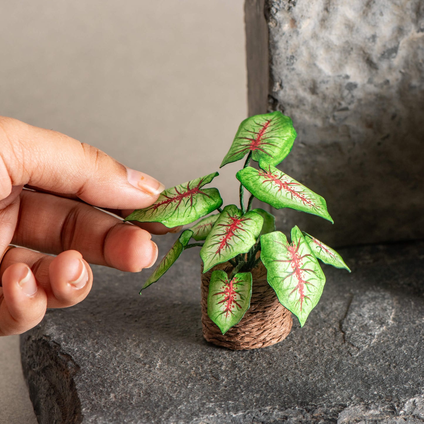 Caladium | Miniature Paper Plant