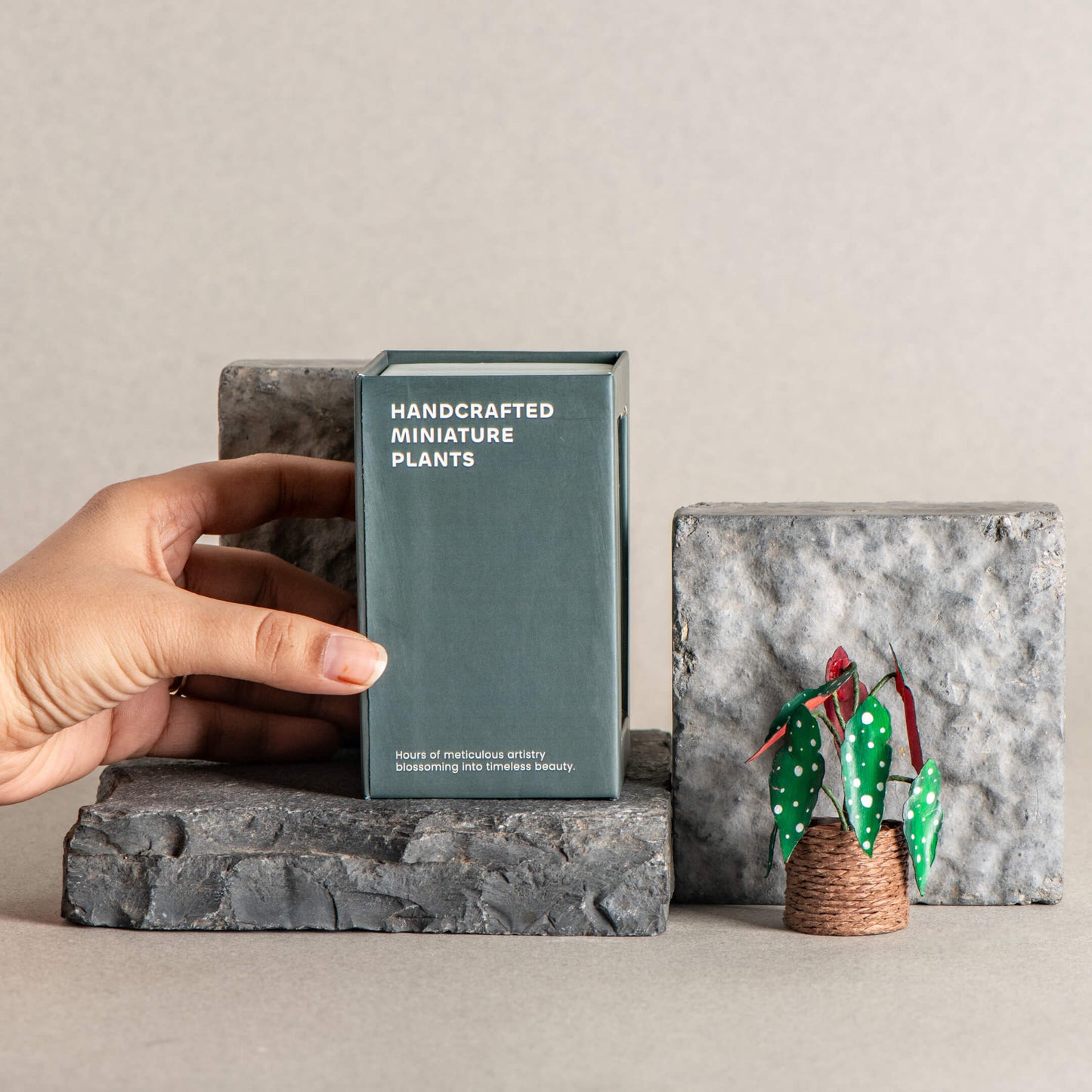 Polka Dot begonia | Miniature Paper Plant