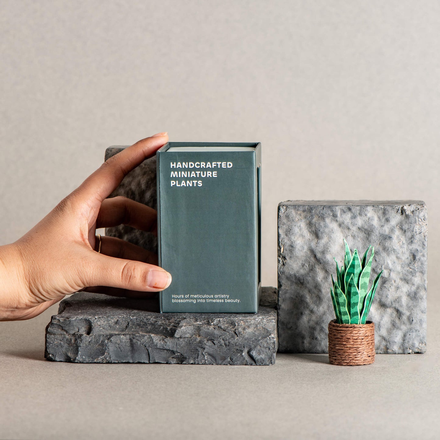 Snake Plant | Miniature Paper Plant