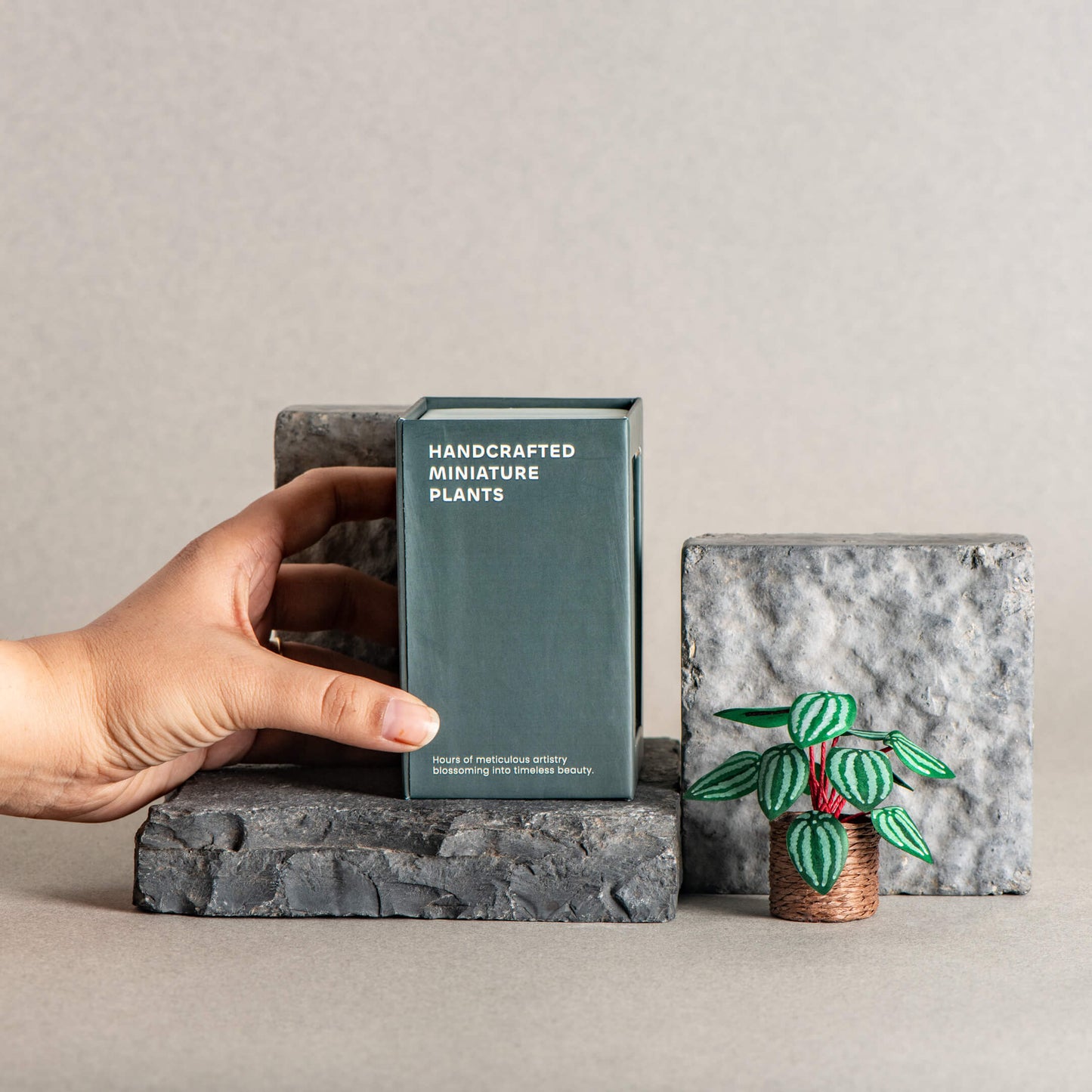 Watermelon Peperomia | Miniature Paper Plant