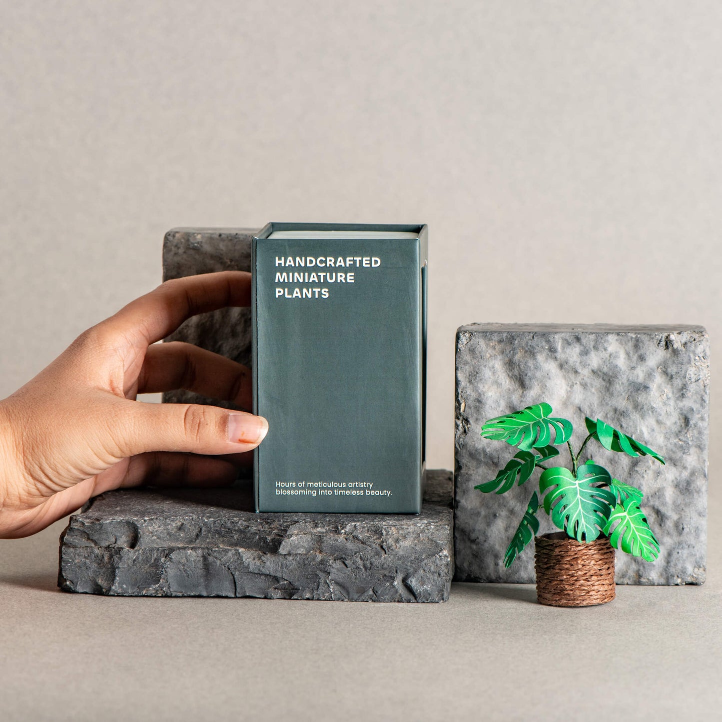 Monstera | Miniature Paper Plant