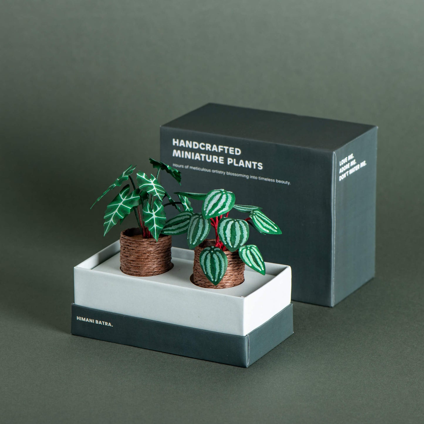 Alocasias Polly & Watermelon Peperomia | Set of 2 | Miniature Paper Plant