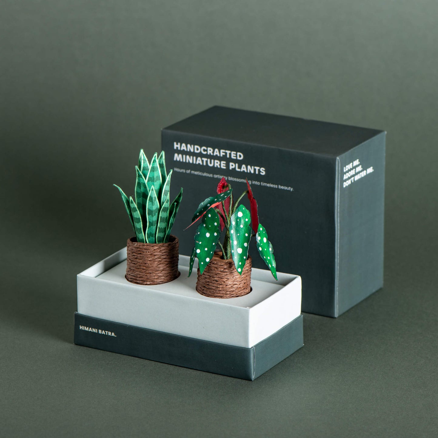 Snake Plant & Polka Dot Begonia| Set of 2 | Miniature Paper Plant