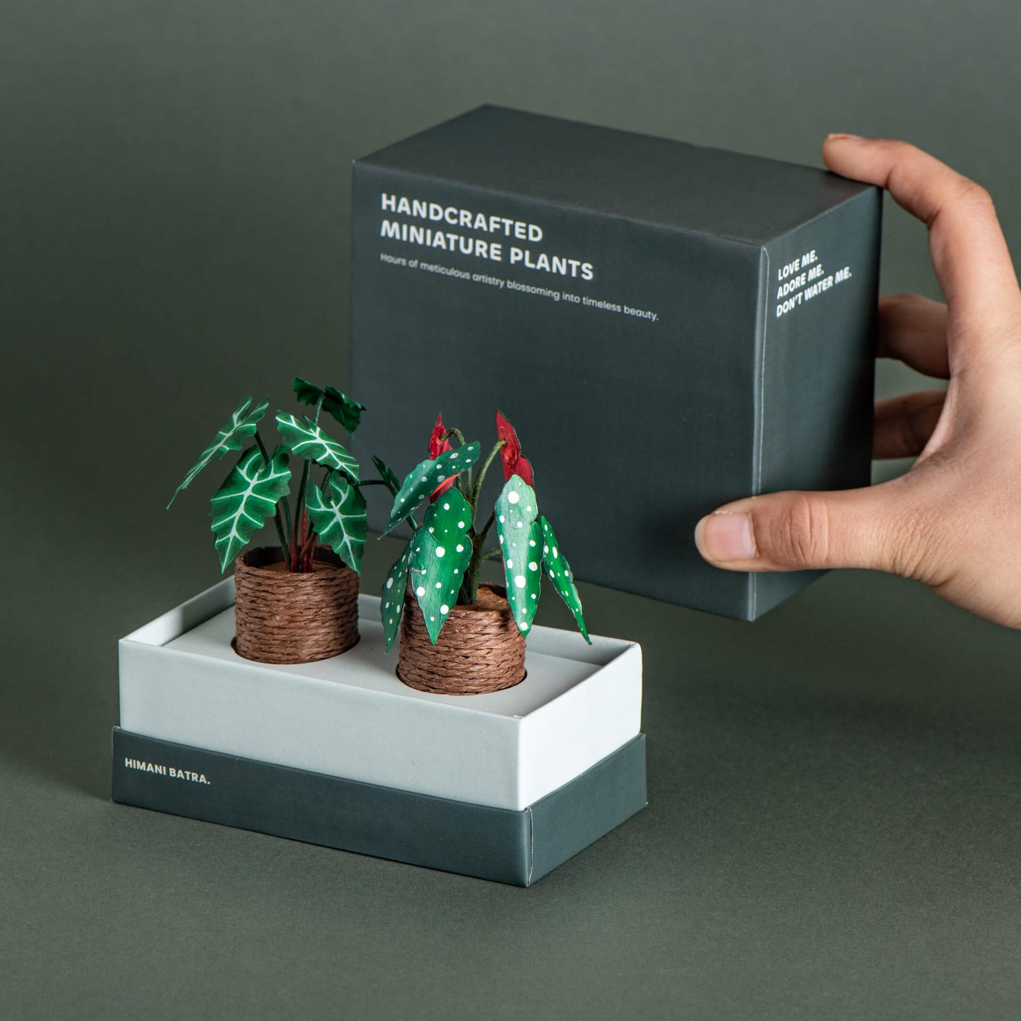 Alocasias Polly & Polka Dot Begonia | Set of 2 | Miniature Paper Plant