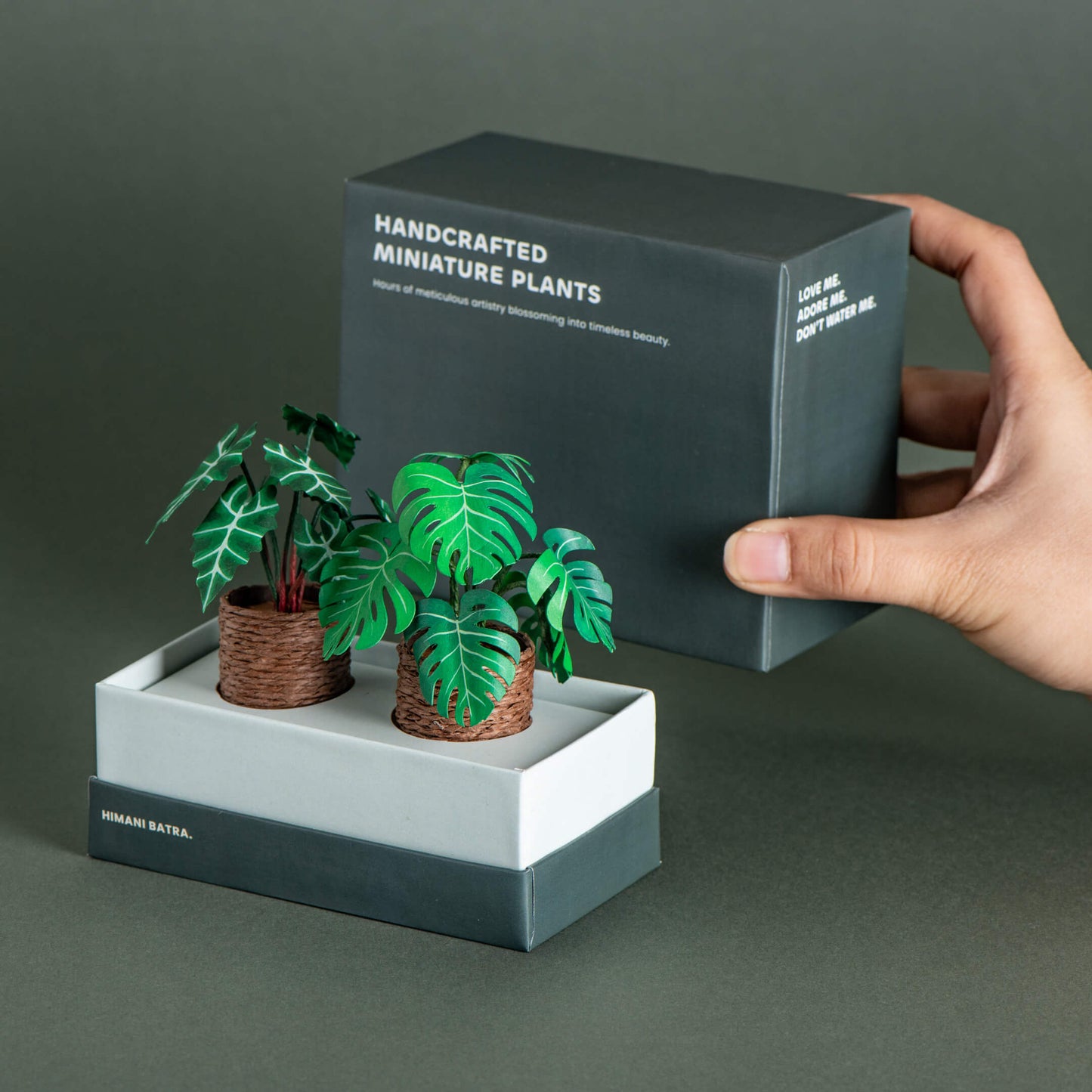 Alocasias Polly & Monstera | Set of 2 | Miniature Paper Plant