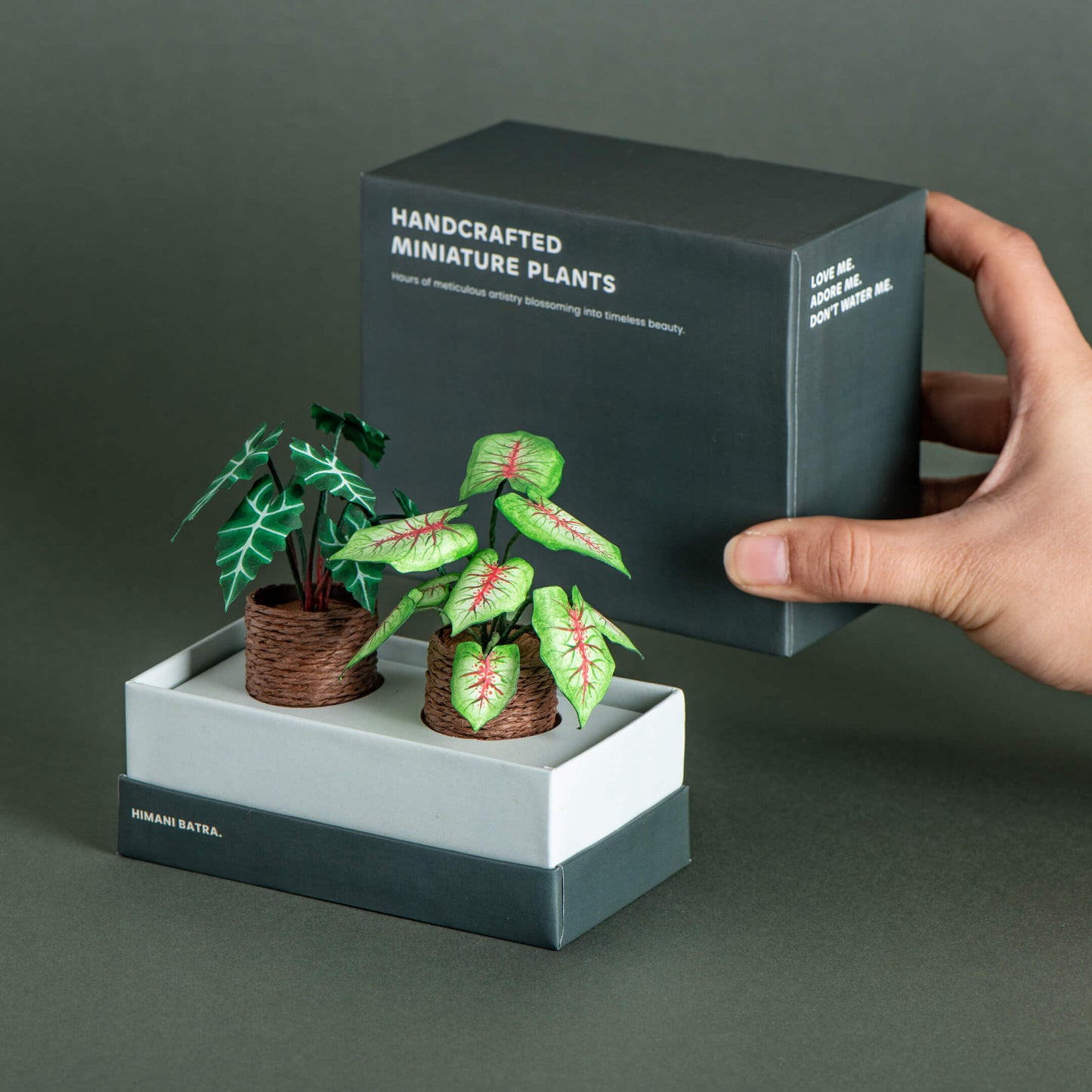 Alocasias Polly & Caladium| Set of 2 | Miniature Paper Plant