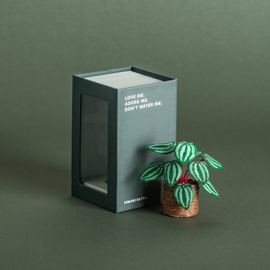 Watermelon Peperomia | Miniature Paper Plant