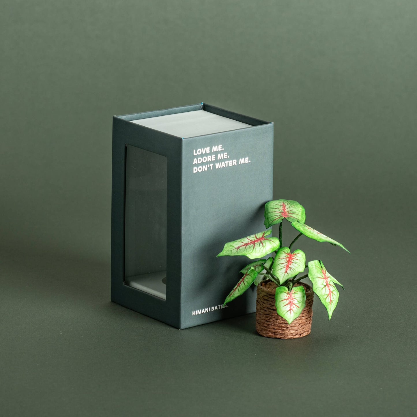 Caladium | Miniature Paper Plant