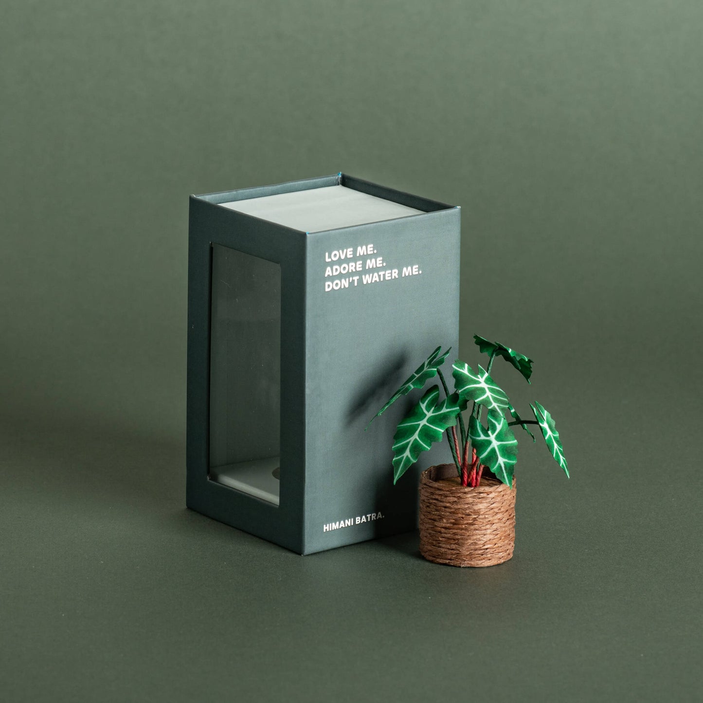 Alocasias Polly | Miniature Paper Plant