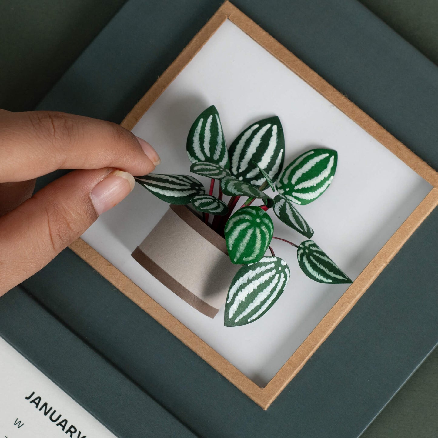 Watermelon Peperomia Plant Calendar 2025 | 'Wild Wonders'